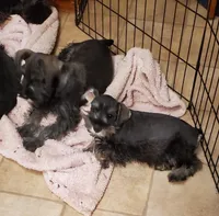 Jojo female 3, a female Miniature Schnauzer for sale in Middlesex, NC – Photo 3 of 4