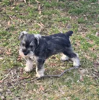 Luna's Female, a female Miniature Schnauzer for sale in Middlesex, NC – Photo 2 of 2