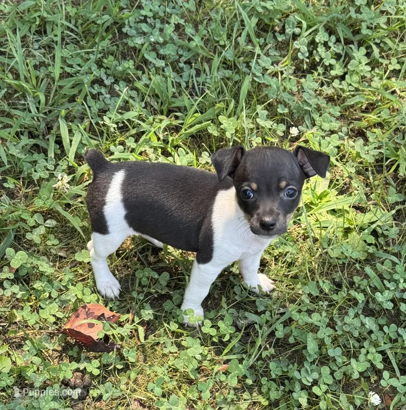 Izzy female 1 – Rat Terrier puppy for sale in Middlesex, NC