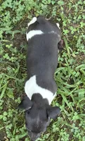 Izzy female 1, a female Rat Terrier for sale in Middlesex, NC – 3 of 4