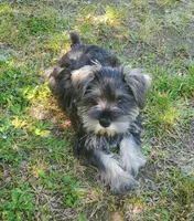 Stormy, a female Miniature Schnauzer for sale in Middlesex, NC – Photo 1 of 3