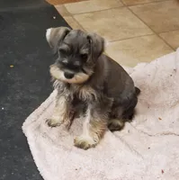 Winniesfemale1, a female Miniature Schnauzer for sale in Middlesex, NC – Photo 2 of 3