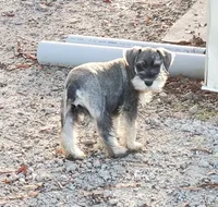 Winniesfemale1, a female Miniature Schnauzer for sale in Middlesex, NC – Photo 3 of 3
