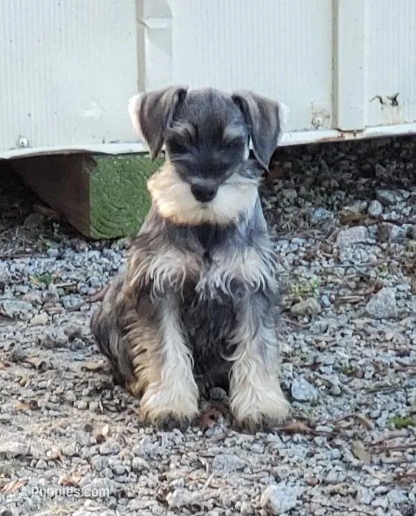 Winniesfemale1, a female Miniature Schnauzer for sale in Middlesex, NC – Photo 1 of 3
