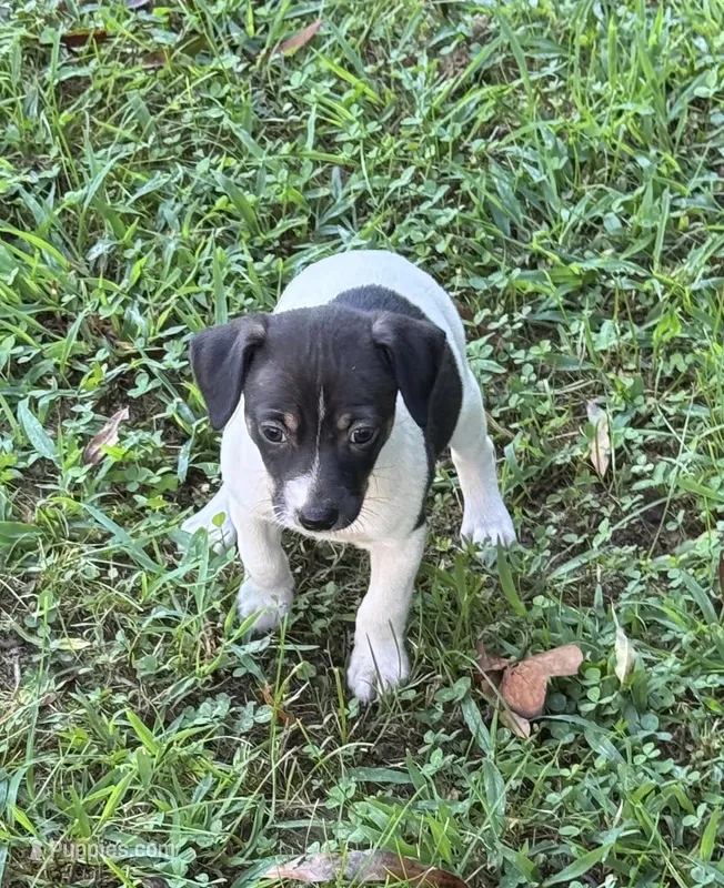 Flos male 1 – Rat Terrier puppy for sale in Middlesex, NC