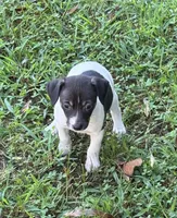 Flos male 1, a male Rat Terrier for sale in Middlesex, NC – 1 of 4