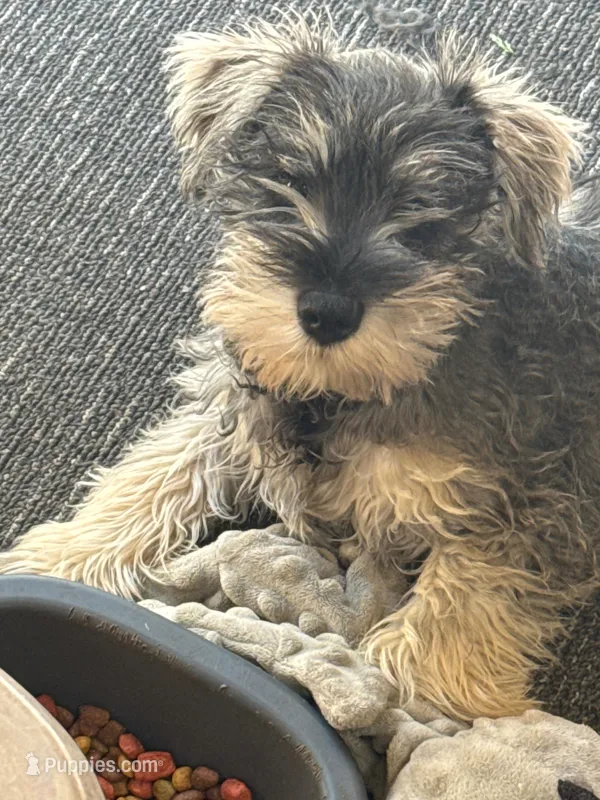 Vera's male 1 – Miniature Schnauzer puppy for sale in Middlesex, NC