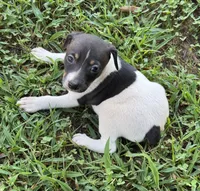 Flos male 1, a male Rat Terrier for sale in Middlesex, NC – 4 of 4