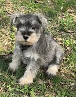 Vera's male 1, a male Miniature Schnauzer for sale in Middlesex, NC – Photo 1 of 2
