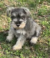 Vera's male 1, a male Miniature Schnauzer for sale in Middlesex, NC – Photo 2 of 2