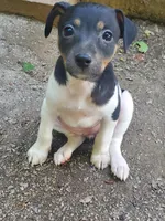 flofemale2, a female Rat Terrier for sale in Middlesex, NC – Photo 1 of 4