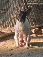 flofemale2, a female Rat Terrier for sale in Middlesex, NC – Photo 3 of 4