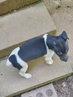 flofemale2, a female Rat Terrier for sale in Middlesex, NC – Photo 2 of 4