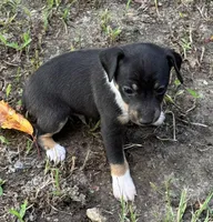 jazz male1, a male Rat Terrier for sale in Middlesex, NC – Photo 2 of 4
