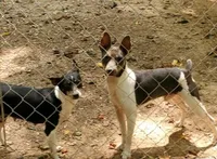 jazz male1, a male Rat Terrier for sale in Middlesex, NC – Photo 4 of 4