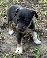 jazz male1, a male Rat Terrier for sale in Middlesex, NC – Photo 1 of 4