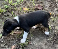 jazz male1, a male Rat Terrier for sale in Middlesex, NC – Photo 3 of 4