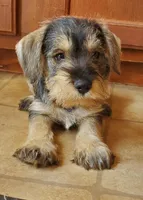 Trudys male 1, a male Miniature Schnauzer for sale in Middlesex, NC – Photo 3 of 3