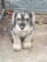 Trudys male 1, a male Miniature Schnauzer for sale in Middlesex, NC – Photo 2 of 3