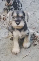 Trudys male 1, a male Miniature Schnauzer for sale in Middlesex, NC – Photo 1 of 3