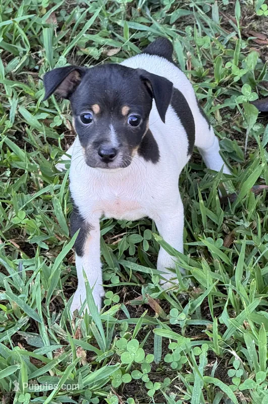 Flos male 4 – Rat Terrier puppy for sale in Middlesex, NC