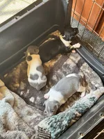Black male , a male Rat Terrier for sale in Middlesex, NC – 6 of 6