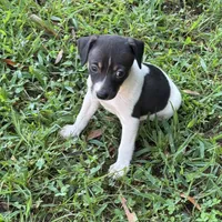 Flos male 1, a male Rat Terrier for sale in Middlesex, NC – 2 of 4