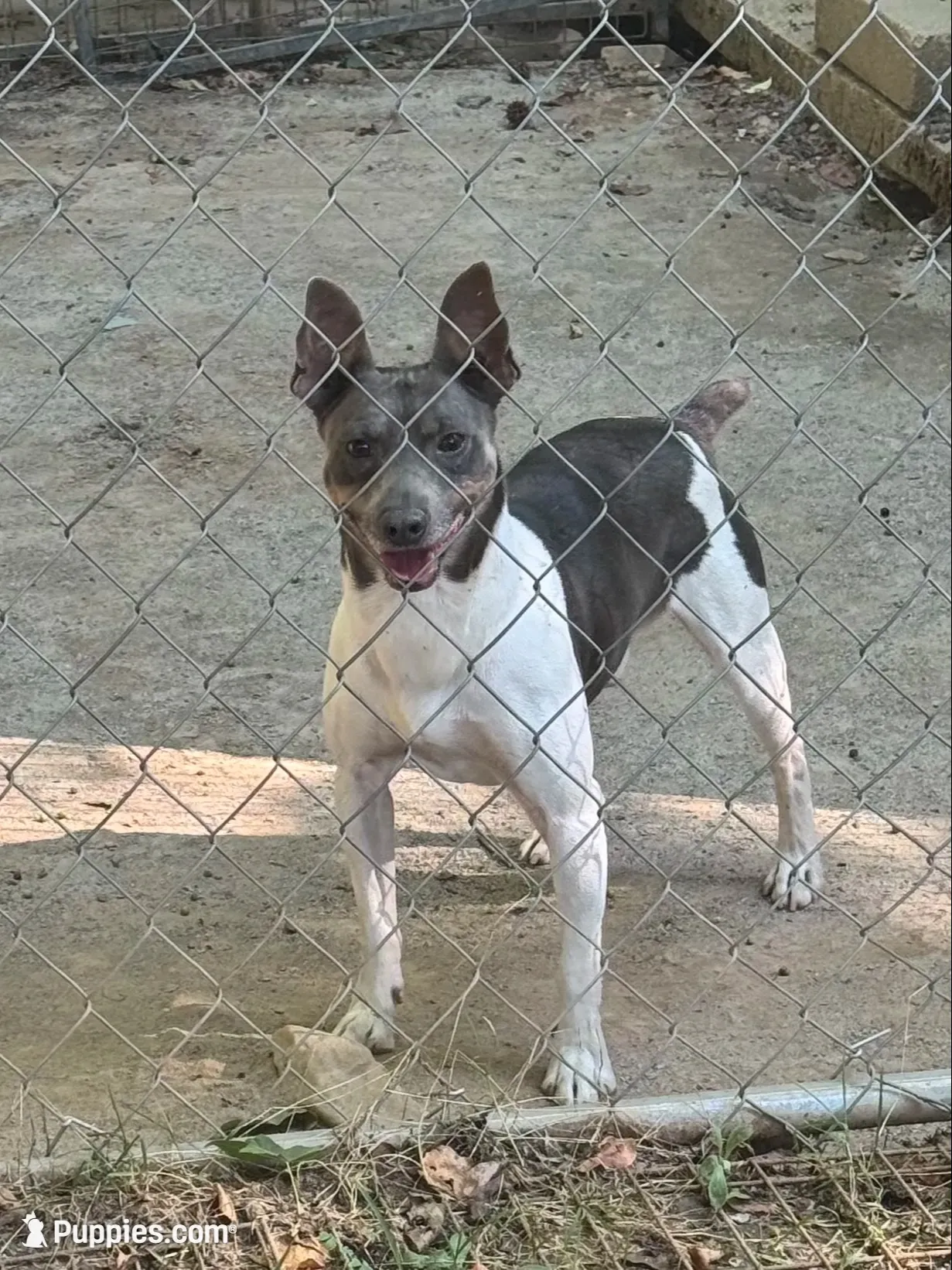Blue male , a male Rat Terrier for sale in Middlesex, NC – 4 of 6