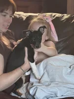 Jenny, a female Rat Terrier for sale in Middlesex, NC – Photo 2 of 4