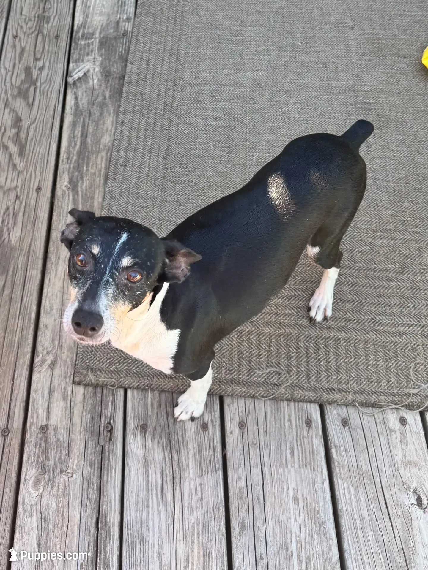 Blue male , a male Rat Terrier for sale in Middlesex, NC – 5 of 6