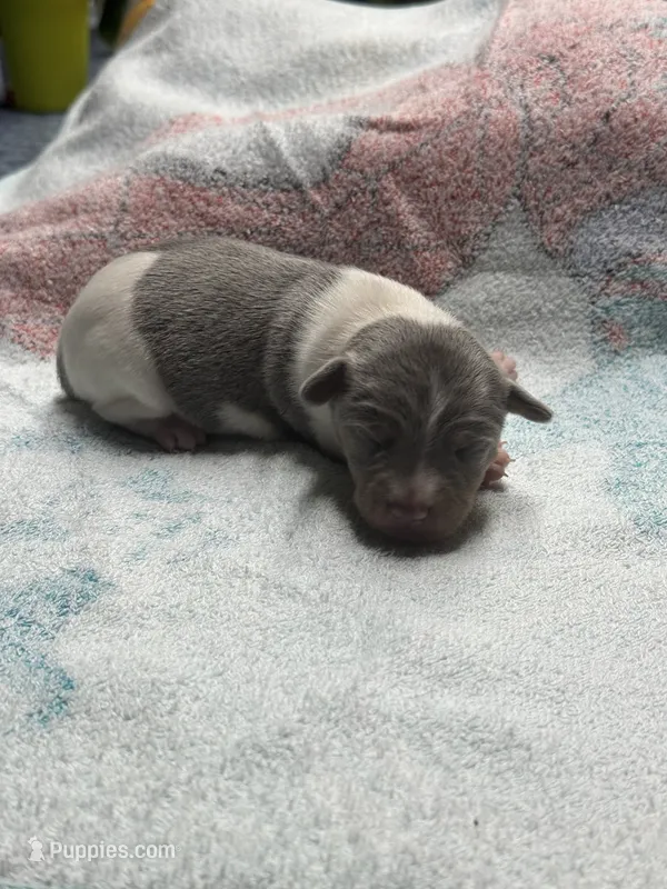 Blue male  – Rat Terrier puppy for sale in Middlesex, NC