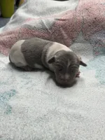 Blue male , a male Rat Terrier for sale in Middlesex, NC – 1 of 6