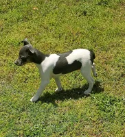 Blue girl, a female Rat Terrier for sale in Middlesex, NC – Photo 5 of 5