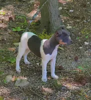 Blue girl, a female Rat Terrier for sale in Middlesex, NC – Photo 2 of 5