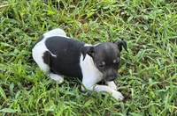 Flos male 3, a male Rat Terrier for sale in Middlesex, NC – 2 of 4