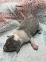 Blue male , a male Rat Terrier for sale in Middlesex, NC – 3 of 6