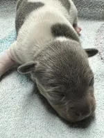 Blue/white female , a female Rat Terrier for sale in Middlesex, NC – 3 of 7