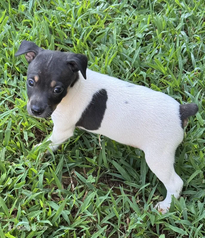 Flos male 2 – Rat Terrier puppy for sale in Middlesex, NC