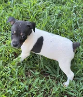 Flos male 2, a male Rat Terrier for sale in Middlesex, NC – 1 of 4