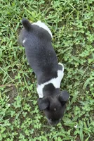 Izzy’s male , a male Rat Terrier for sale in Middlesex, NC – 3 of 4