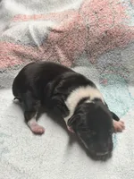 Black male , a male Rat Terrier for sale in Middlesex, NC – 1 of 6