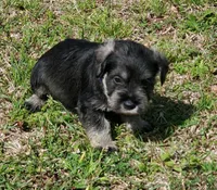 Win's female#1, a female Miniature Schnauzer for sale in Middlesex, NC – Photo 3 of 3