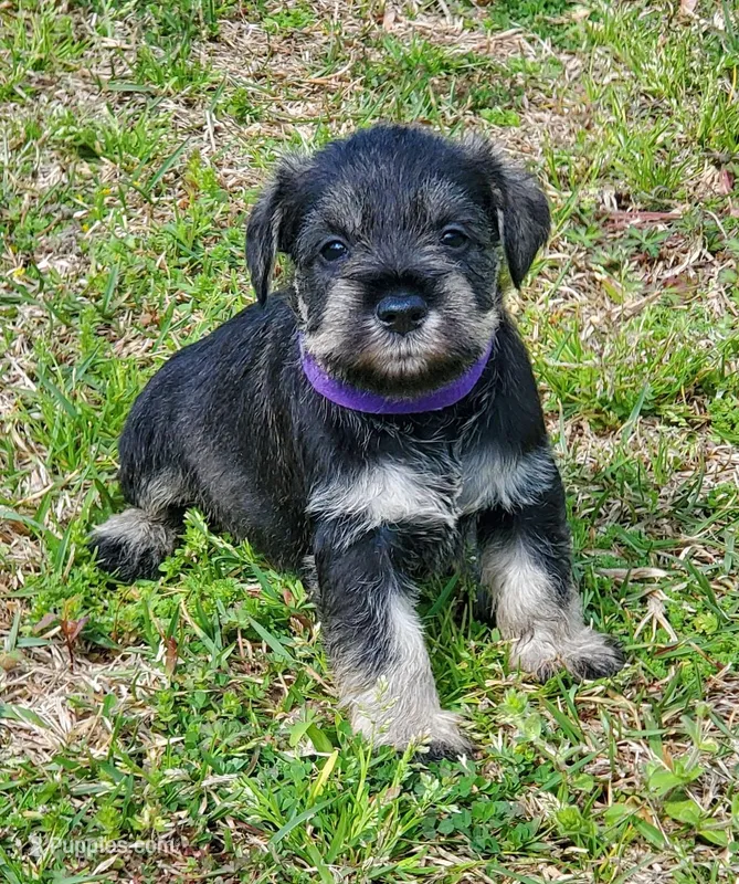 Win's female#1, a female Miniature Schnauzer for sale in Middlesex, NC – Photo 1 of 3