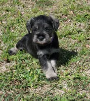 Win's female#1, a female Miniature Schnauzer for sale in Middlesex, NC – Photo 2 of 3