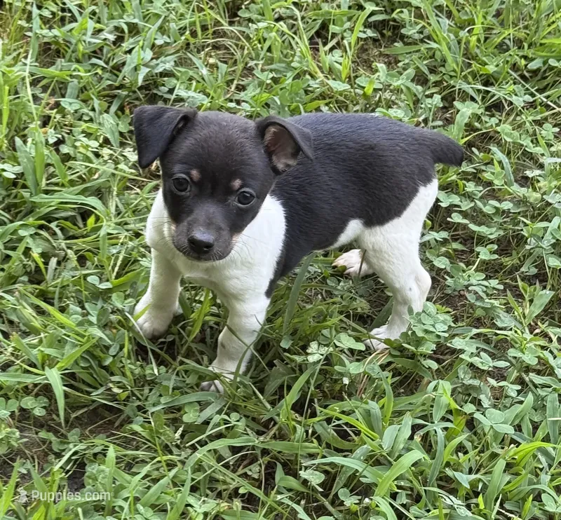 Izzy’s male  – Rat Terrier puppy for sale in Middlesex, NC