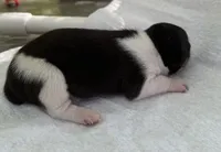 Izzy female 1, a female Rat Terrier for sale in Middlesex, NC – 5 of 5