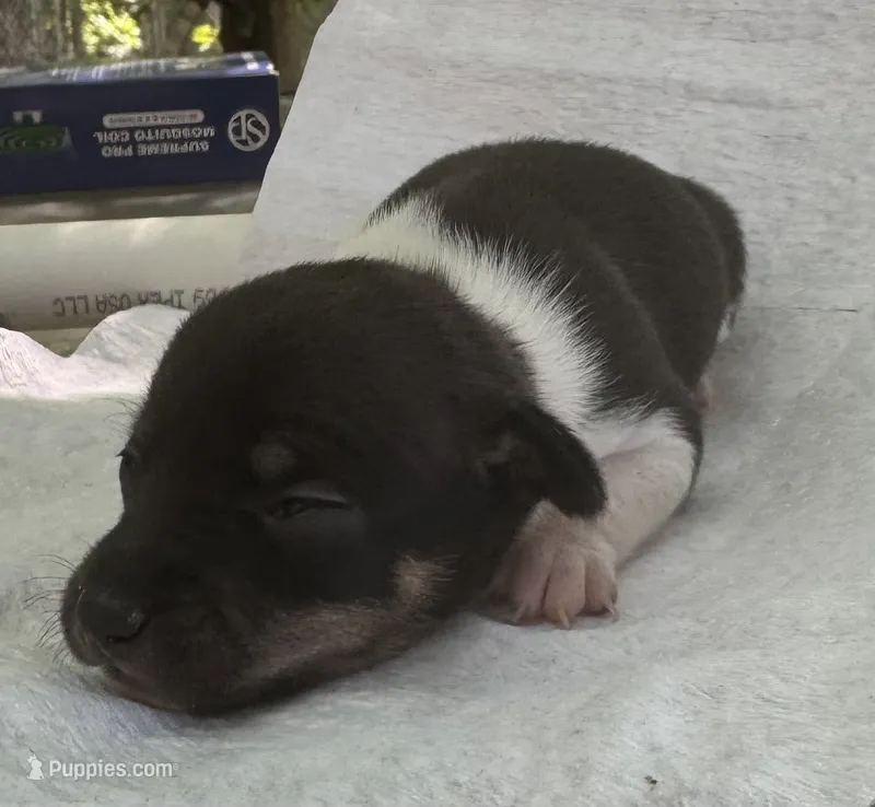 Izzy female 1 – Rat Terrier puppy for sale in Middlesex, NC