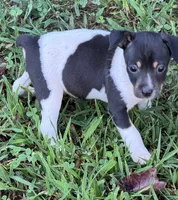 Flos male 4, a male Rat Terrier for sale in Middlesex, NC – 4 of 4