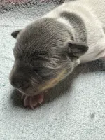 Blue/white female , a female Rat Terrier for sale in Middlesex, NC – 2 of 7