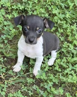 Izzy female 1, a female Rat Terrier for sale in Middlesex, NC – 2 of 4